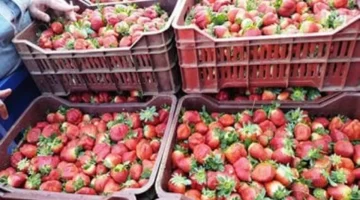 تباين أسعار الفاكهة في أسواق مطروح وسط تسجيل الفراولة 30 جنيهاً اليوم